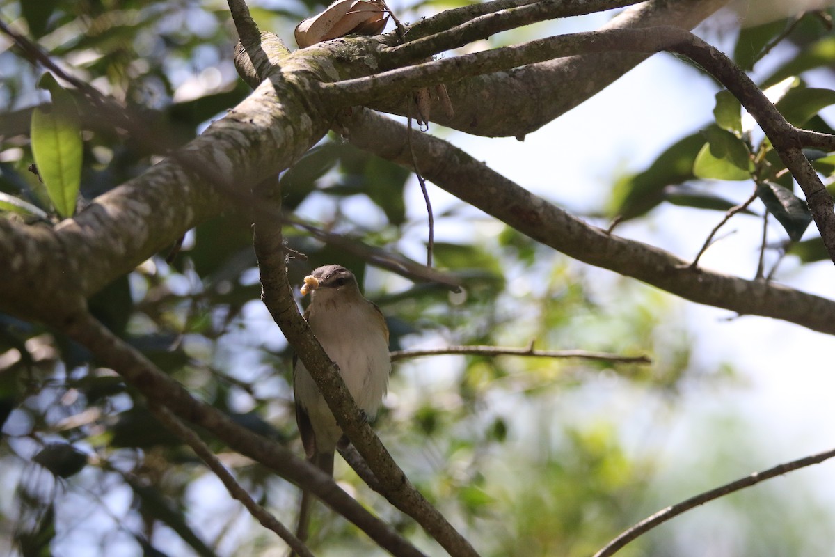 Kızıl Gözlü Vireo - ML613262537