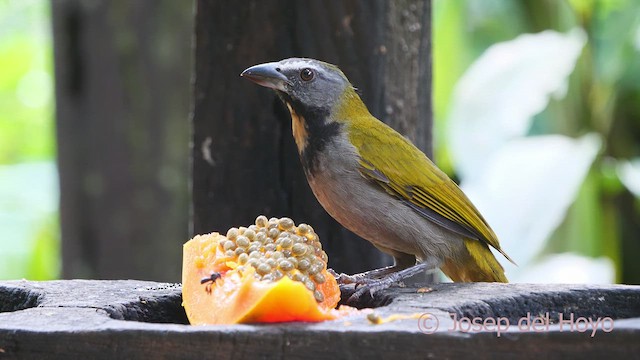 Buff-throated Saltator - ML613262558