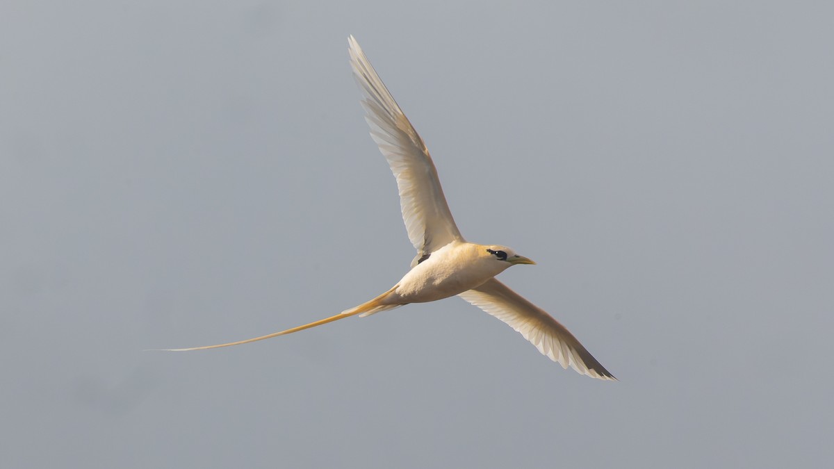 White-tailed Tropicbird - ML613262559