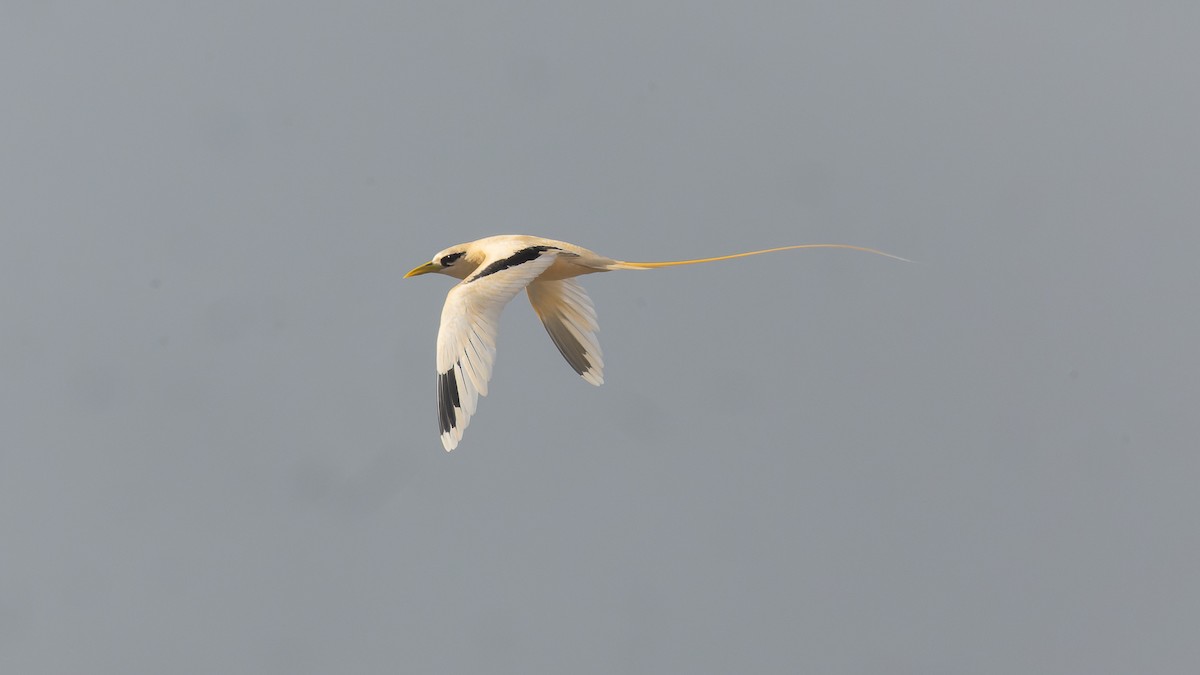 White-tailed Tropicbird - David Newell