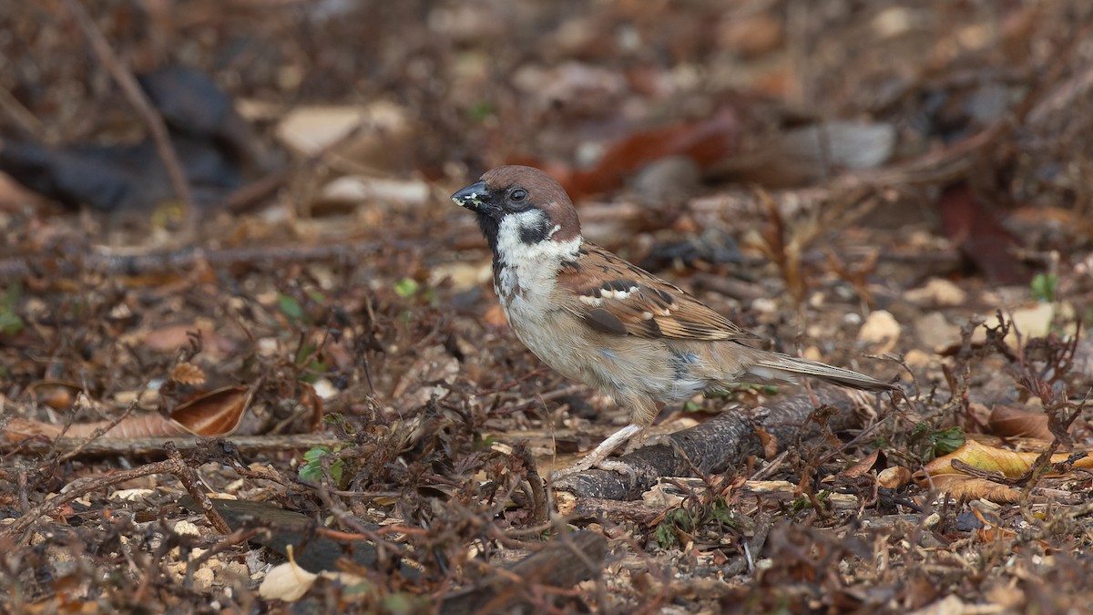 Eurasian Tree Sparrow - David Newell