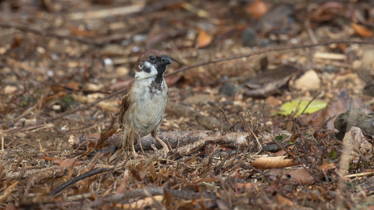 Eurasian Tree Sparrow - David Newell