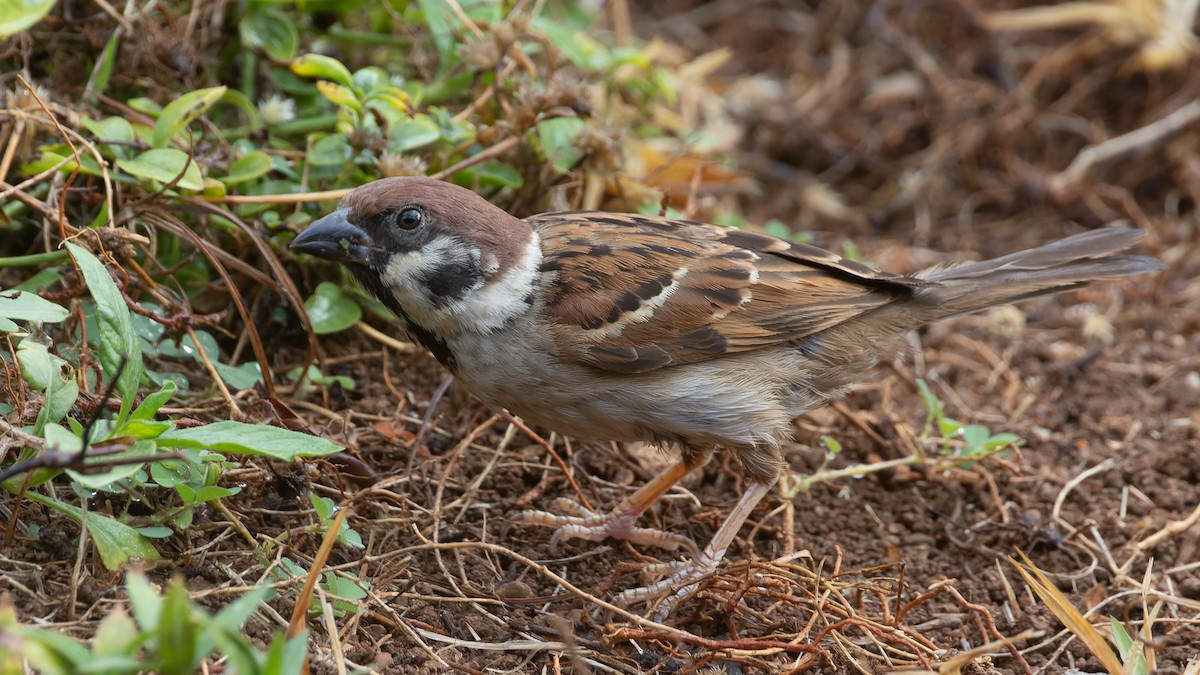Eurasian Tree Sparrow - David Newell