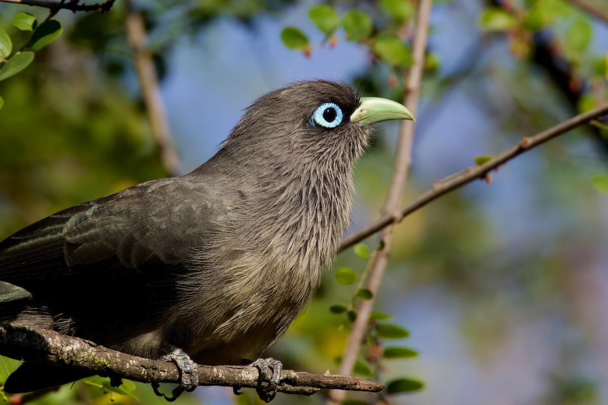 Blue-faced Malkoha - Sourav Mandal