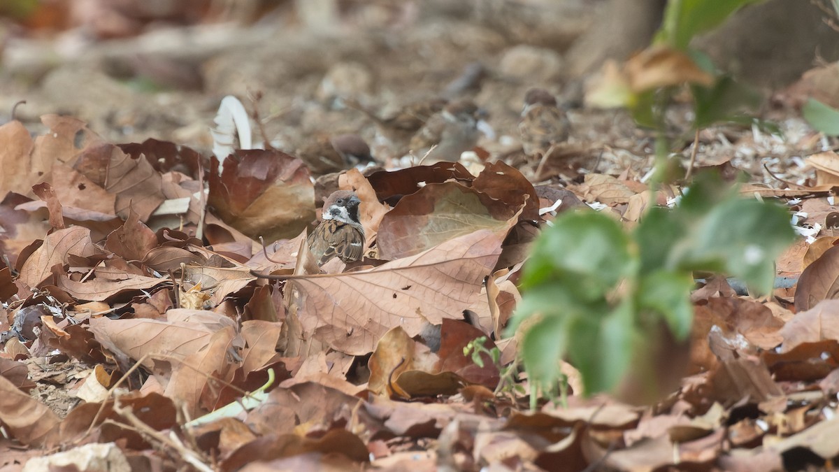 Eurasian Tree Sparrow - David Newell