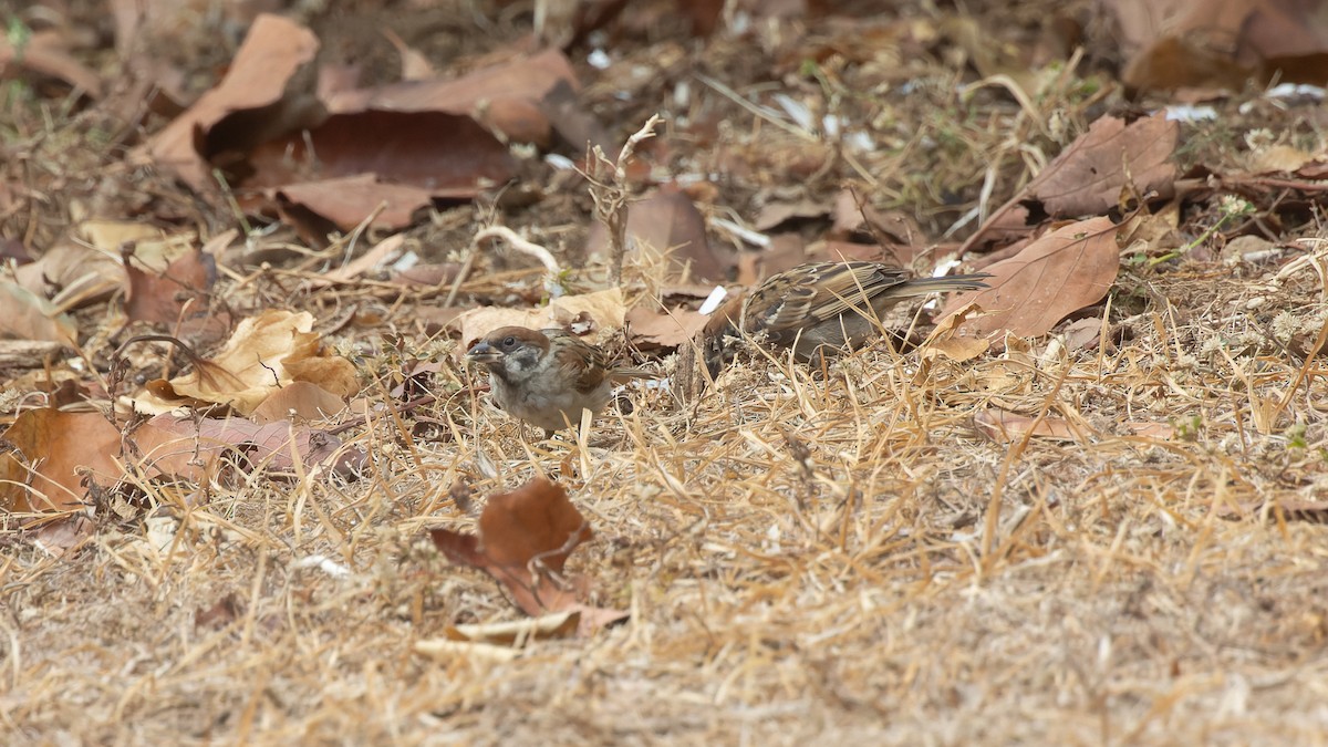 Eurasian Tree Sparrow - David Newell