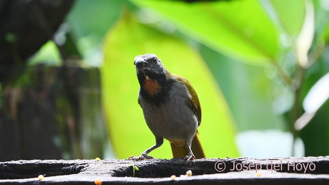 Buff-throated Saltator - ML613262796