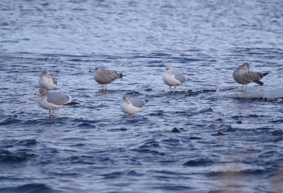 Herring Gull - ML613262827