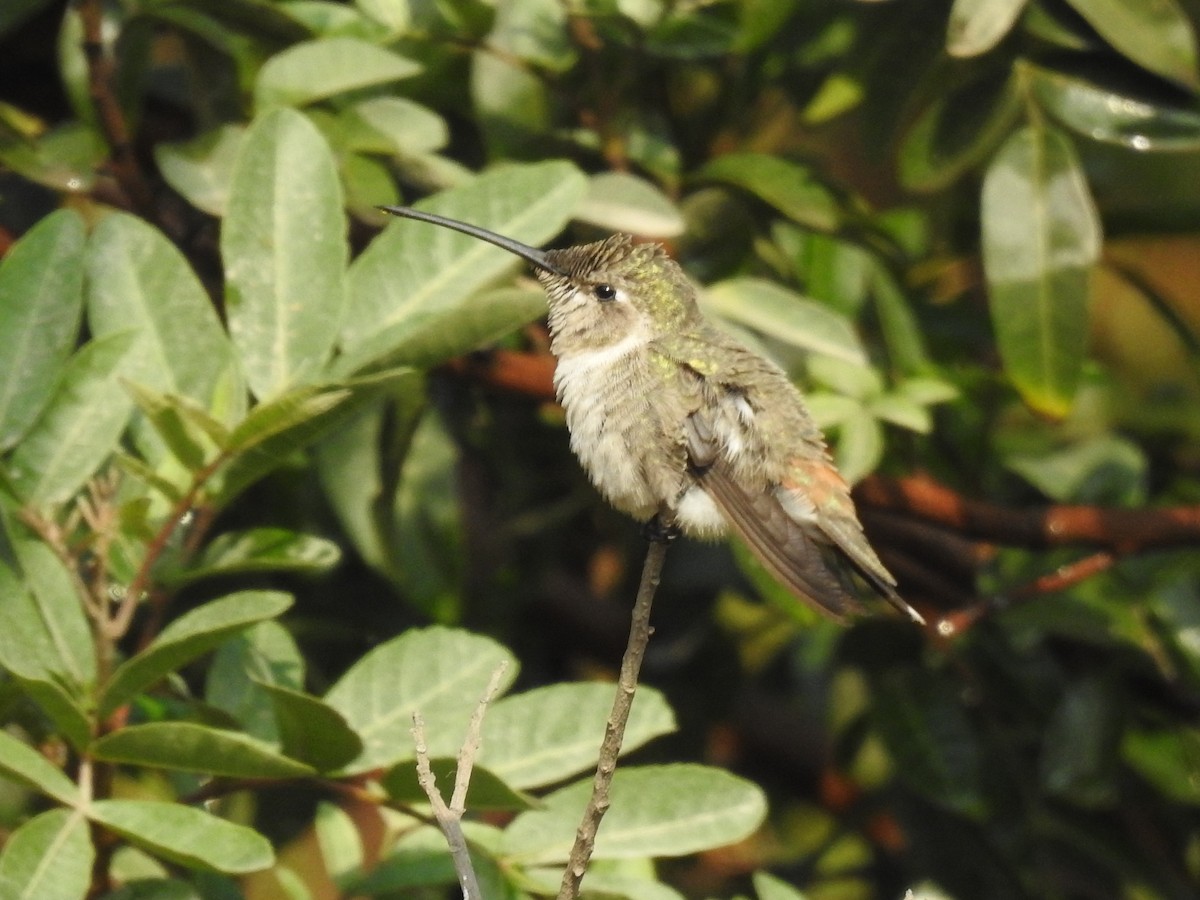 Oasis Hummingbird - ML613262889