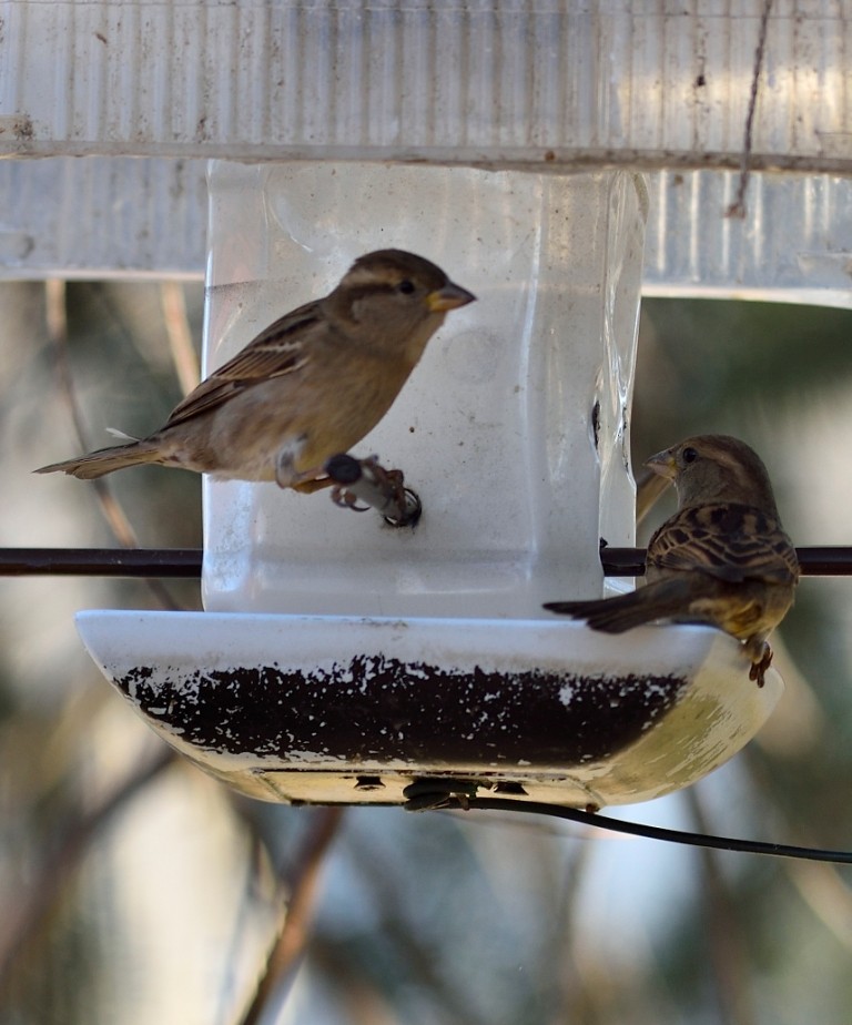 House Sparrow - ML613263005