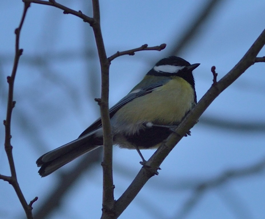 Great Tit - ML613263011