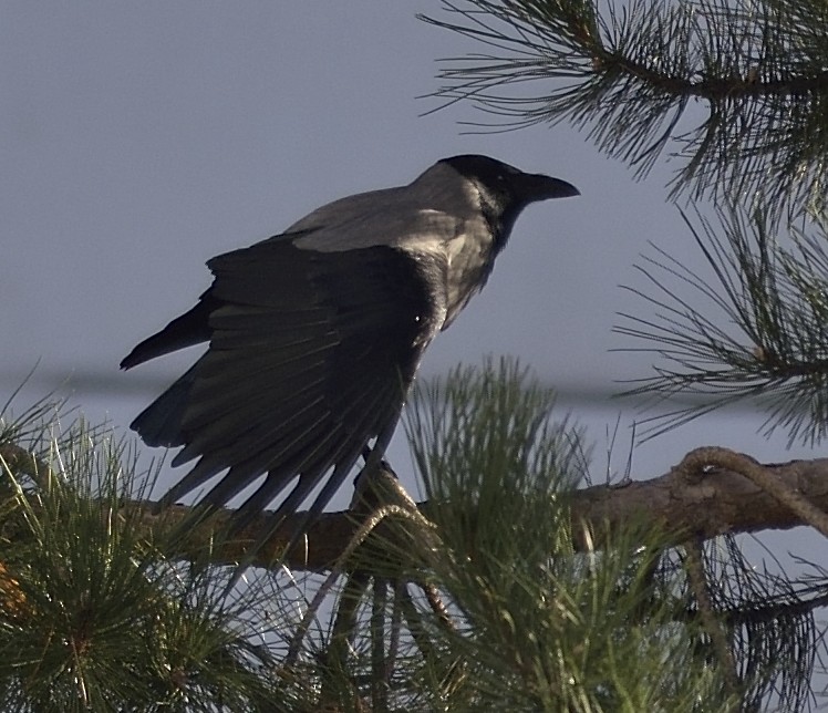 Hooded Crow - ML613263018