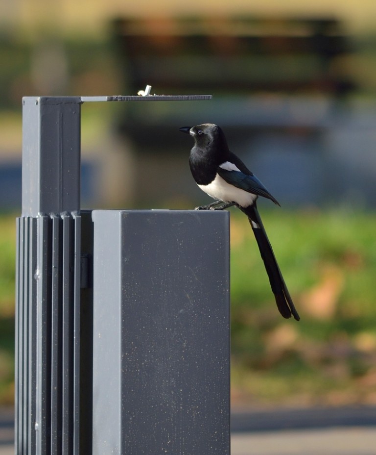 Eurasian Magpie - ML613263030