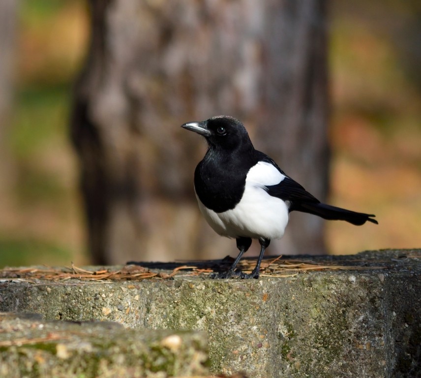 Eurasian Magpie - ML613263032