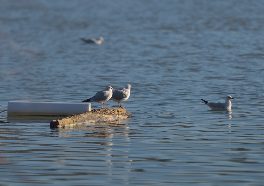 Black-headed Gull - Gordan Pomorišac