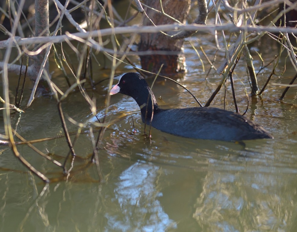 Eurasian Coot - ML613263039