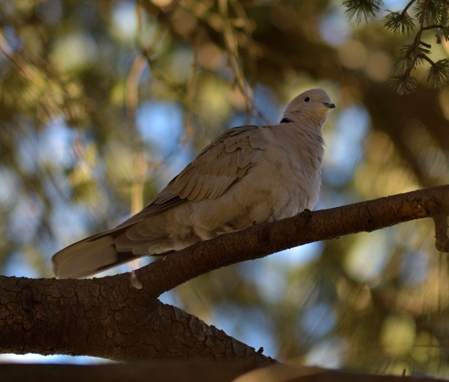 Eurasian Collared-Dove - Gordan Pomorišac