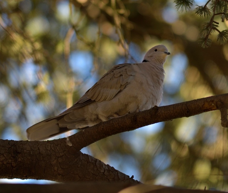 Eurasian Collared-Dove - ML613263043