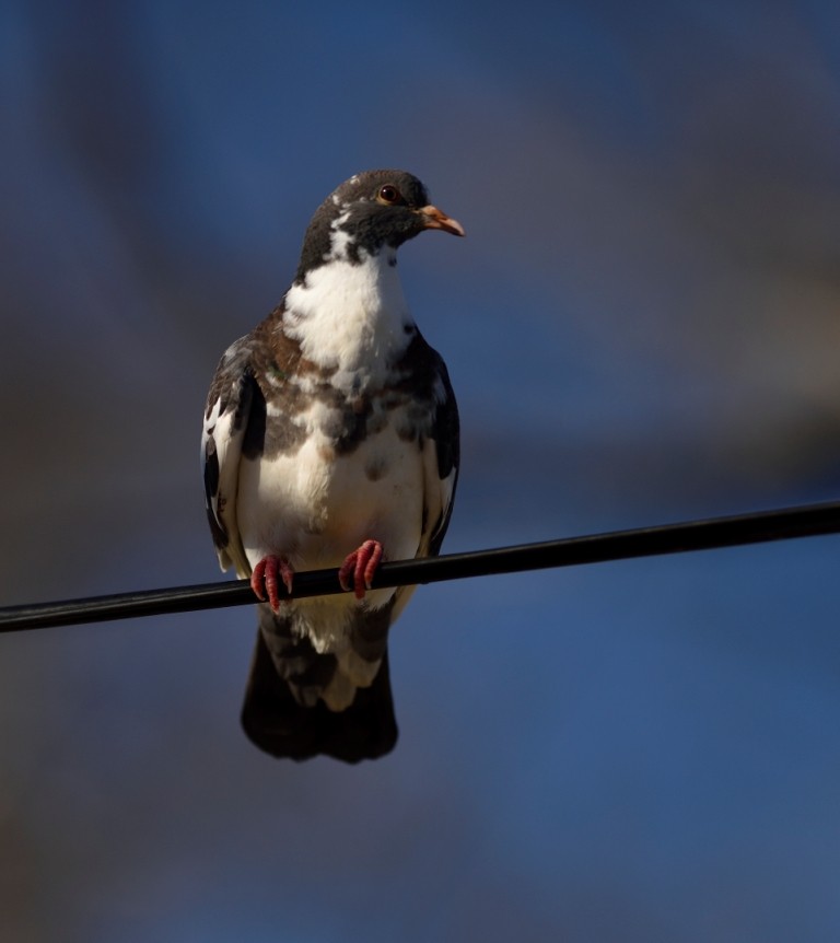 Rock Pigeon (Feral Pigeon) - ML613263054