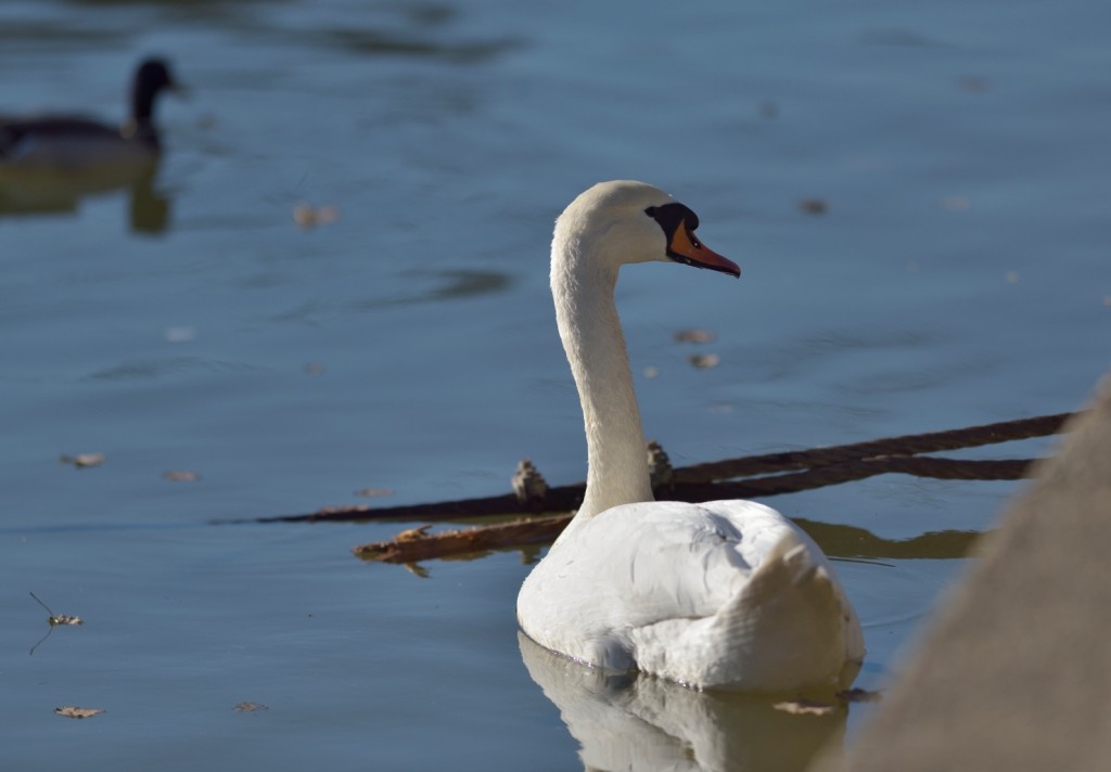 Mute Swan - ML613263058