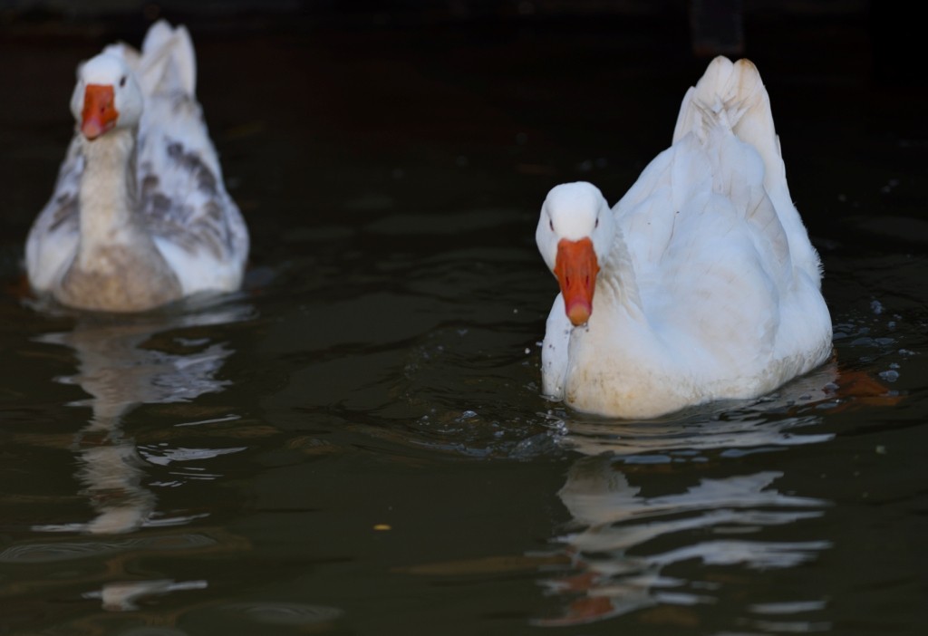 Graylag Goose (Domestic type) - ML613263061