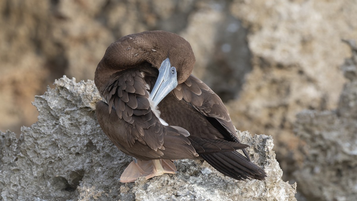 Brown Booby - ML613263087