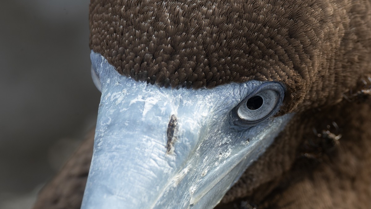 Brown Booby - ML613263088
