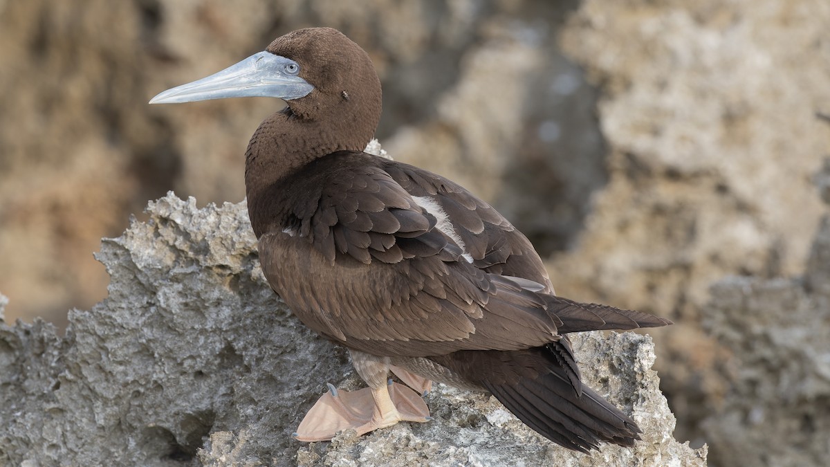 Brown Booby - ML613263090
