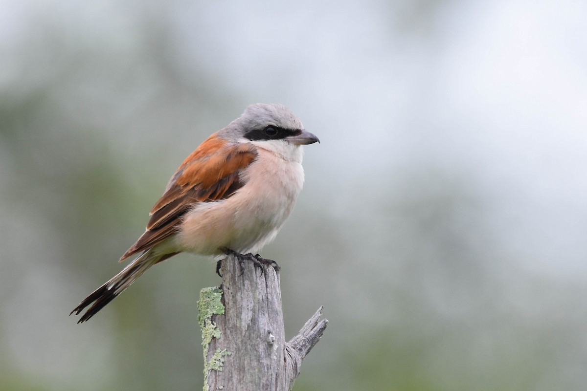 Red-backed Shrike - ML613263095