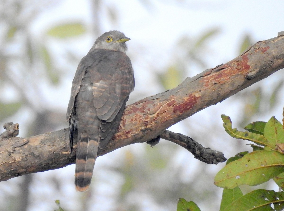 Common Hawk-Cuckoo - manish kerkar