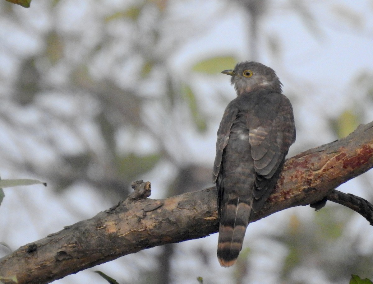 Common Hawk-Cuckoo - manish kerkar