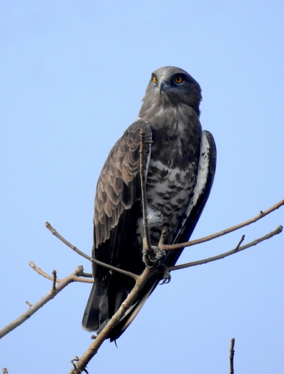 Short-toed Snake-Eagle - ML613263109