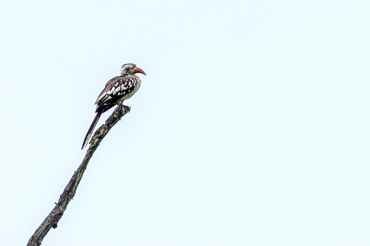 Southern Red-billed Hornbill - ML613263117