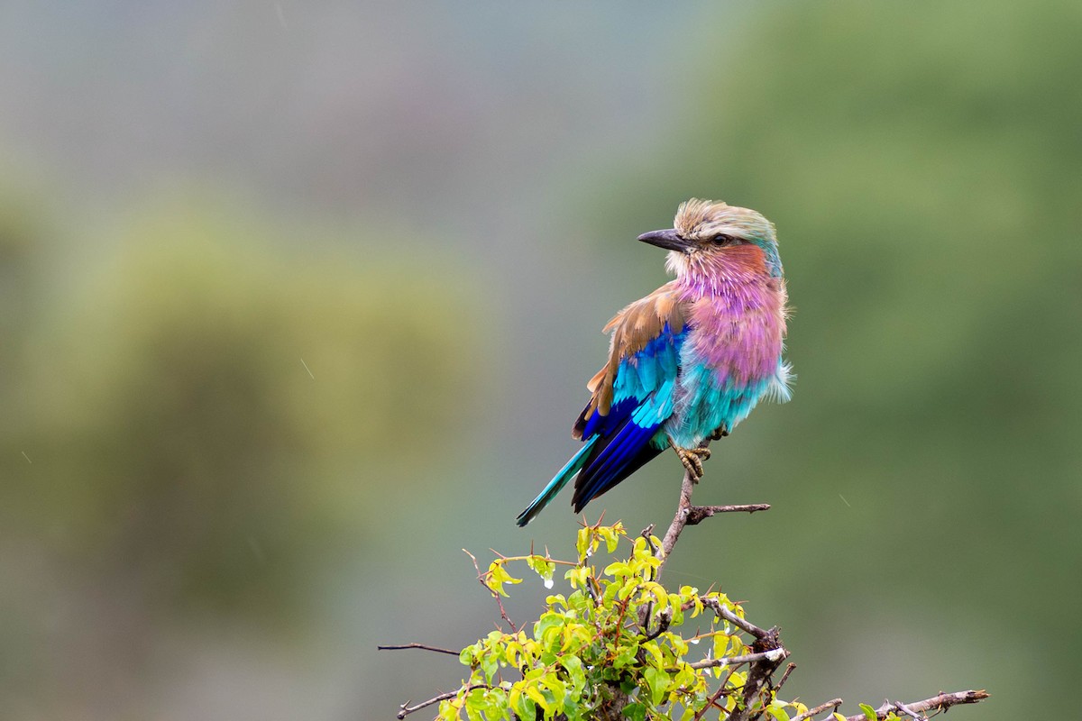 Lilac-breasted Roller - ML613263121