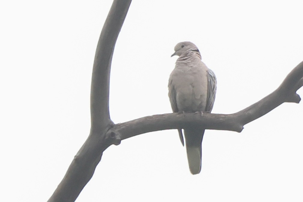 Eurasian Collared-Dove - Garrett Lau