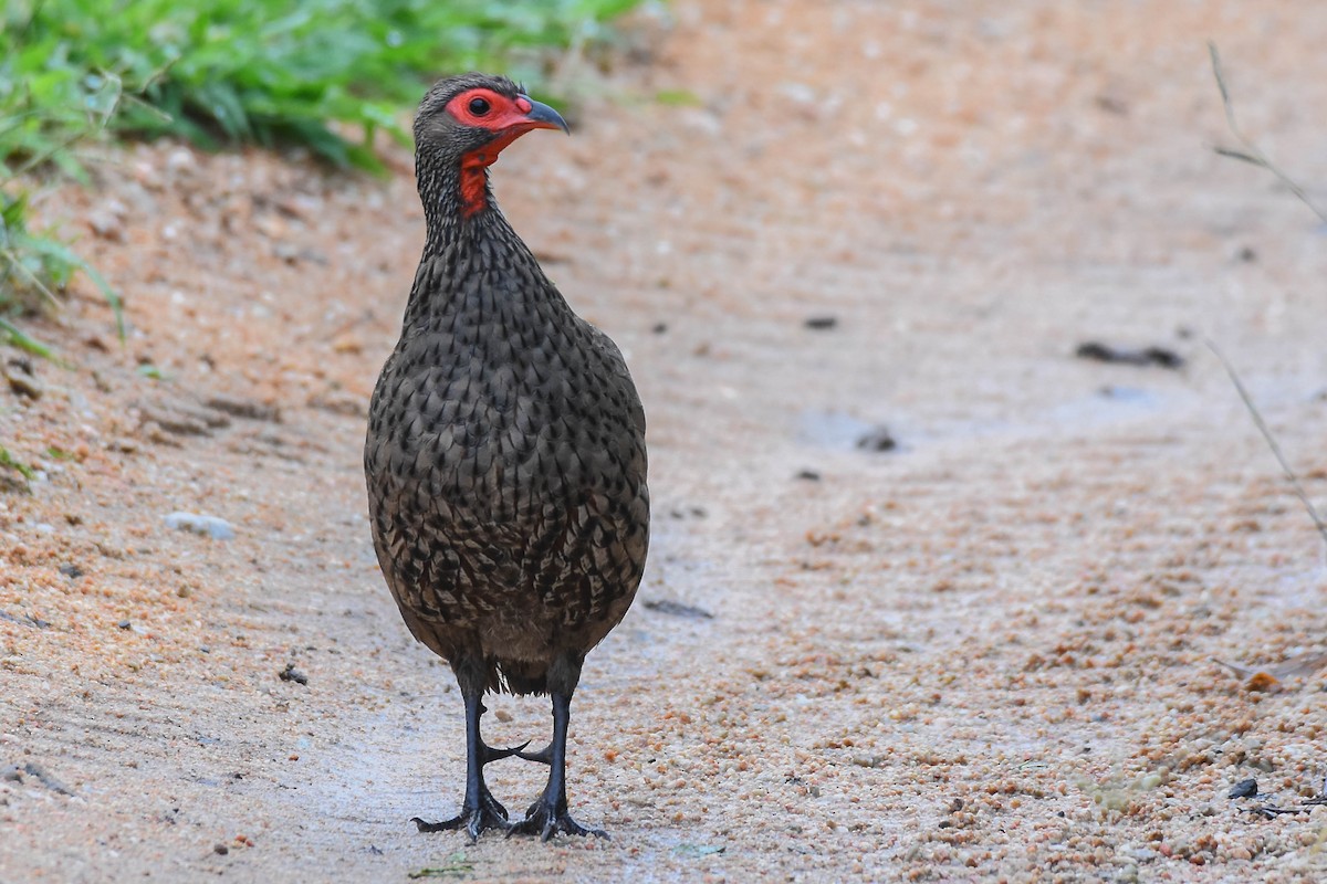 Swainson's Spurfowl - ML613263133