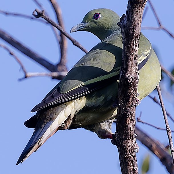 Pink-necked Green-Pigeon - ML613263140