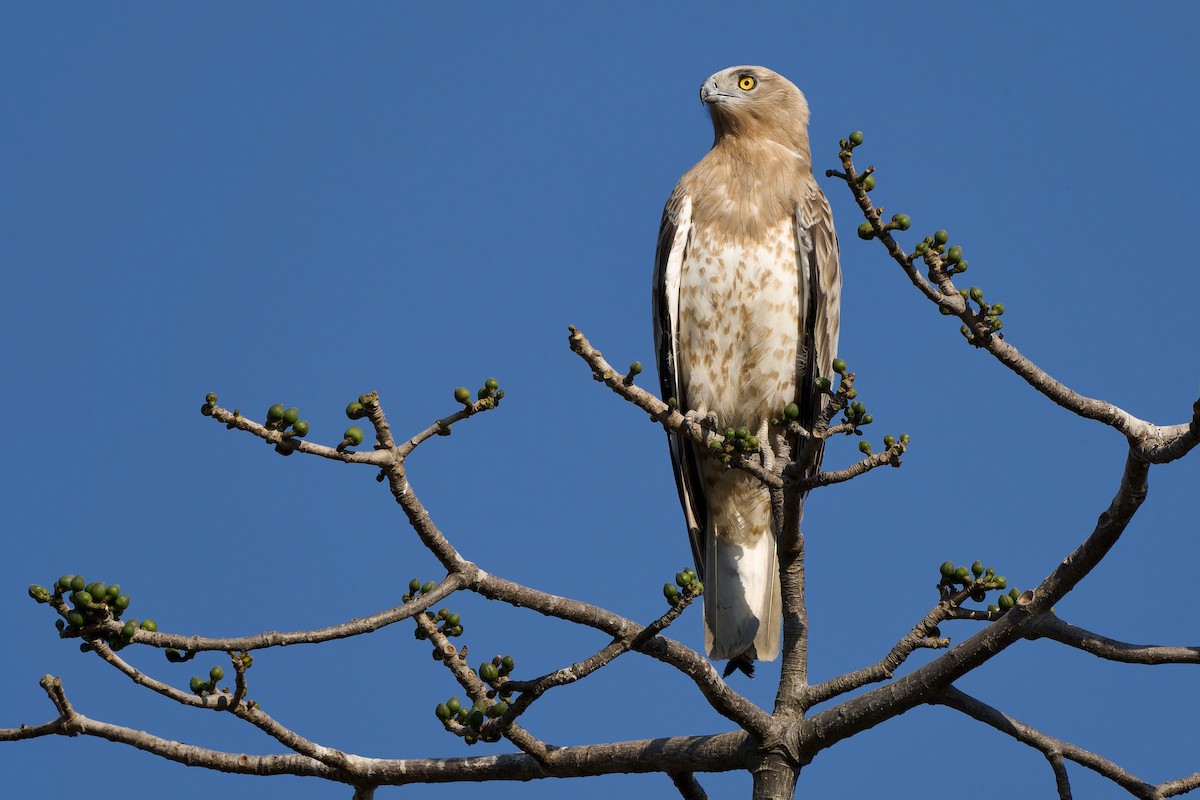 Short-toed Snake-Eagle - ML613263204