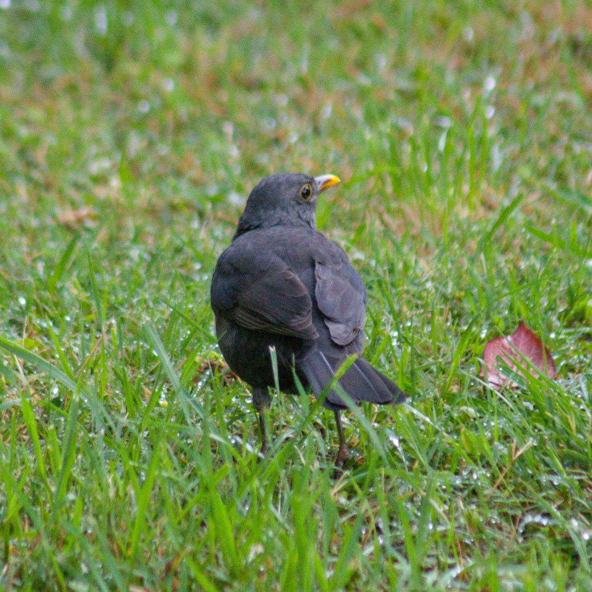 Eurasian Blackbird - ML613263210