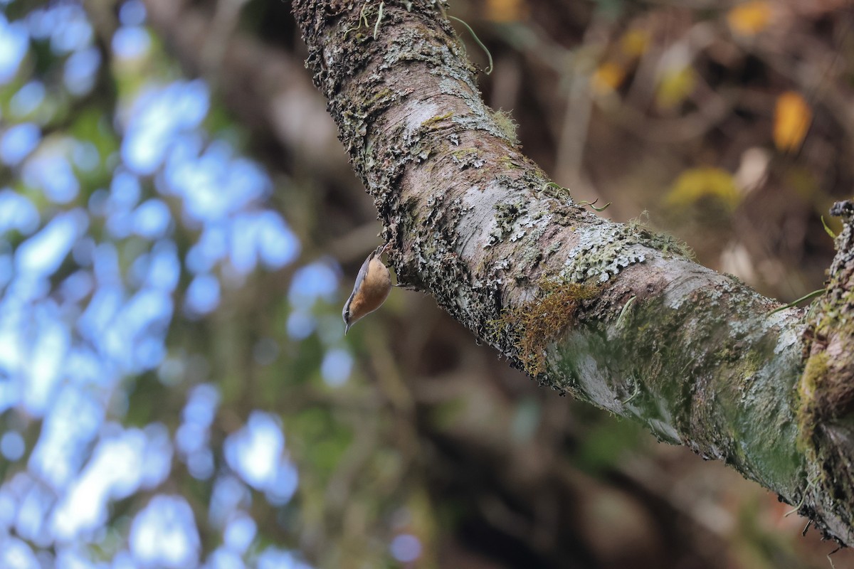 brhlík lesní (ssp. sinensis/formosana) - ML613263215