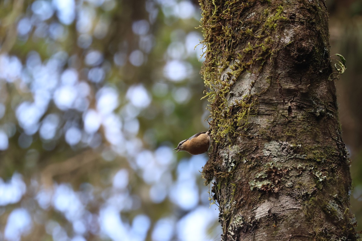 brhlík lesní (ssp. sinensis/formosana) - ML613263227