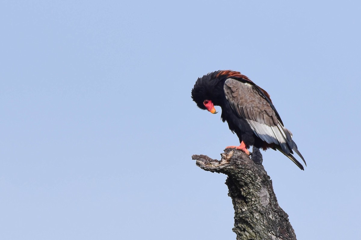 Bateleur - ML613263241