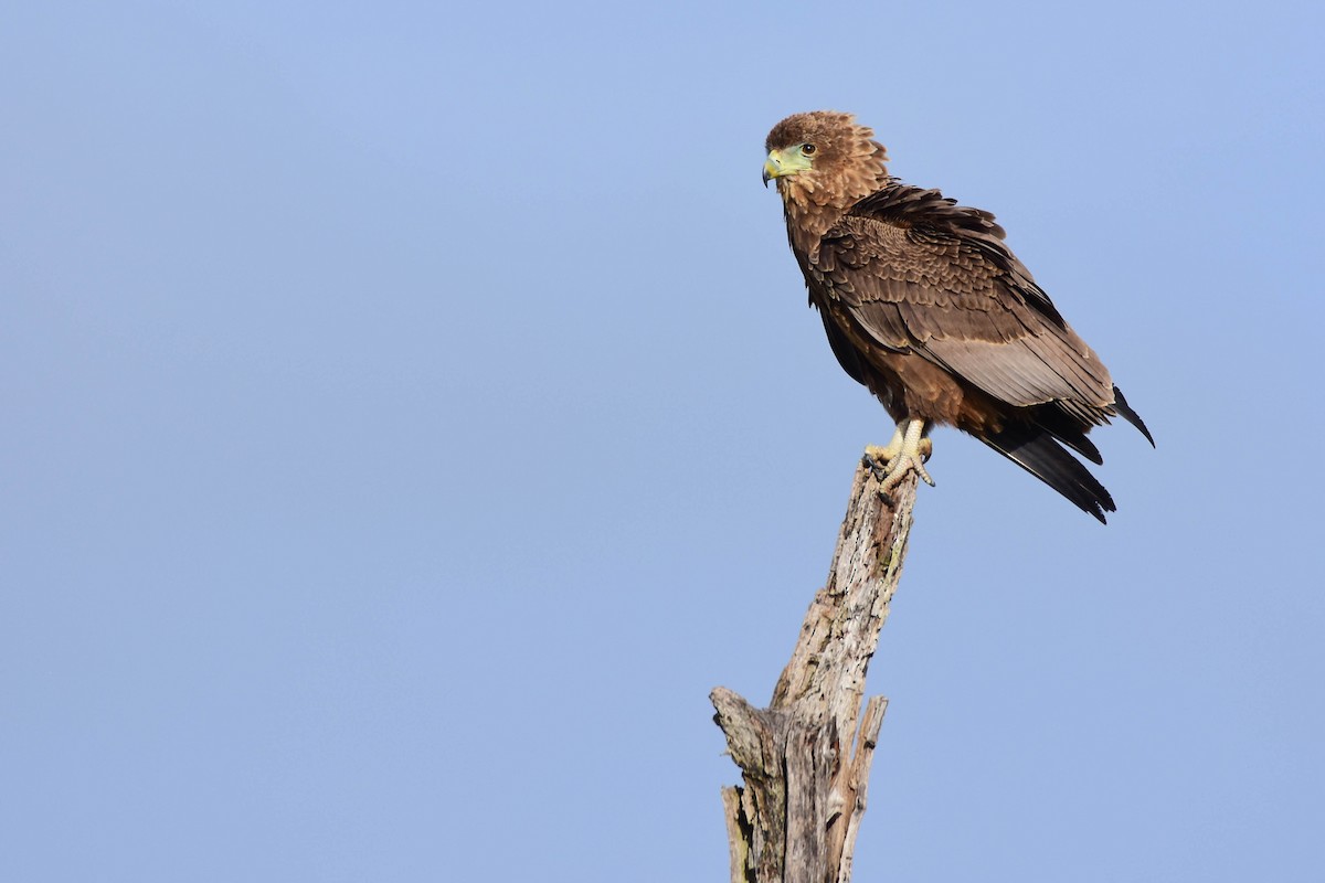 Bateleur - ML613263242