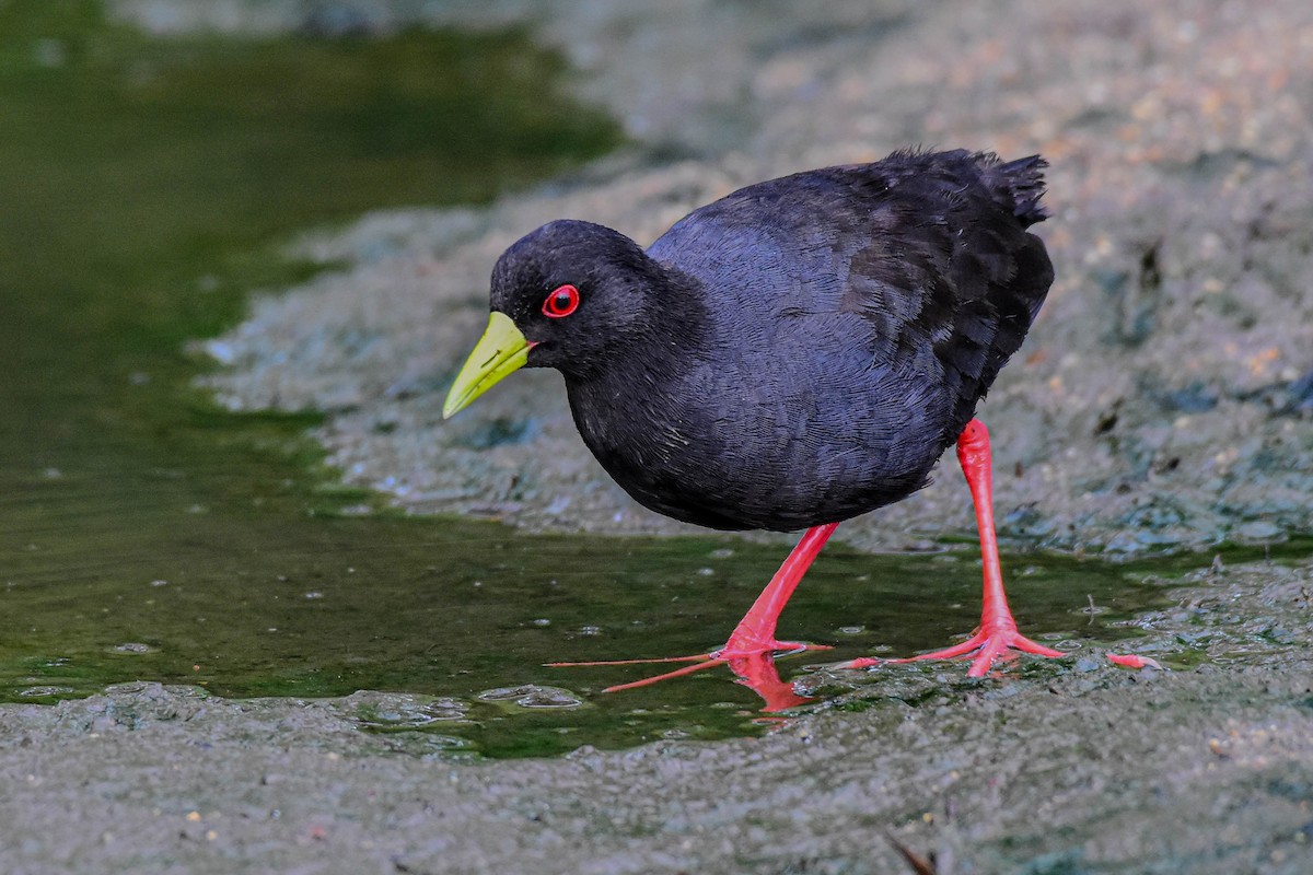 Black Crake - ML613263249