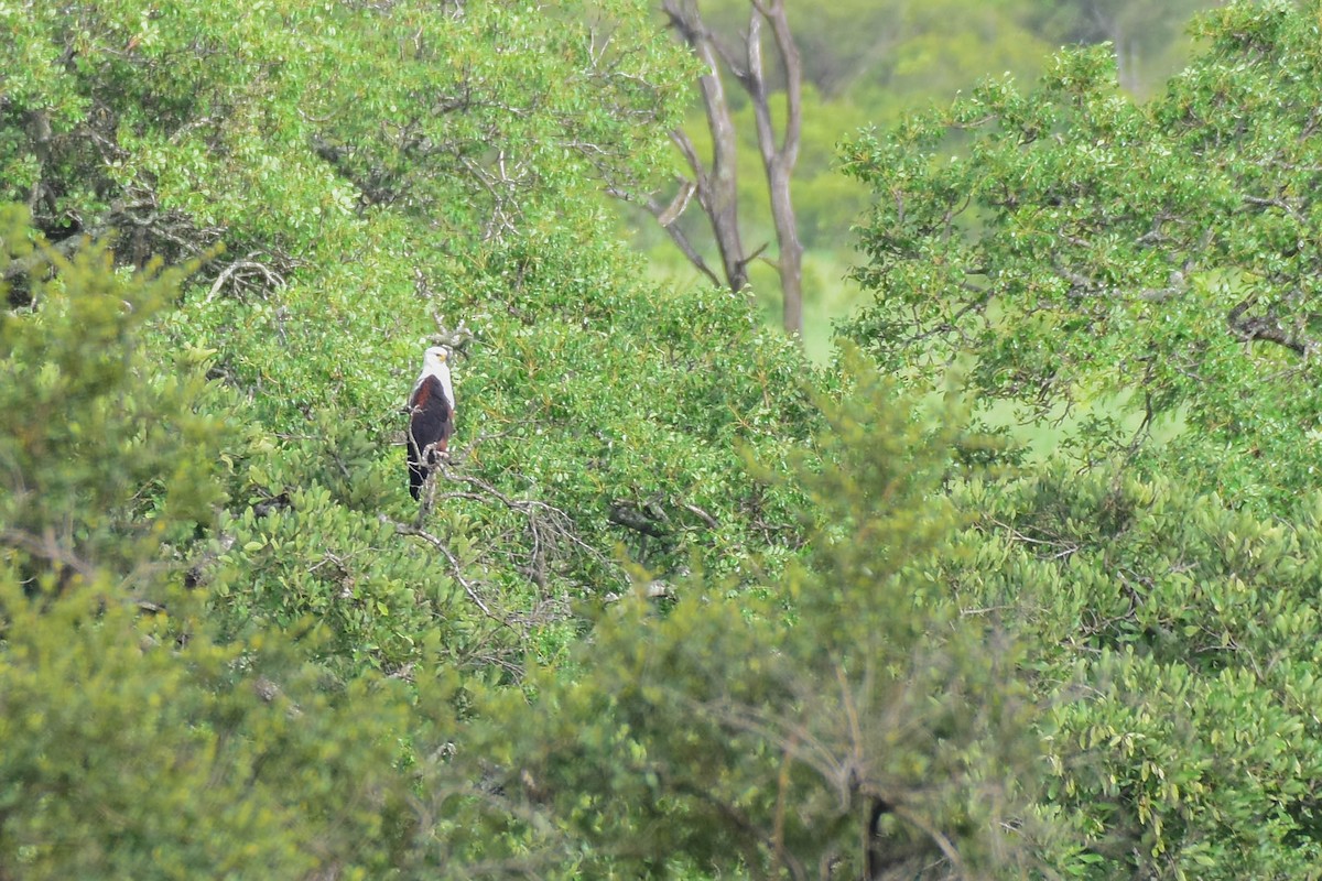 African Fish-Eagle - ML613263250