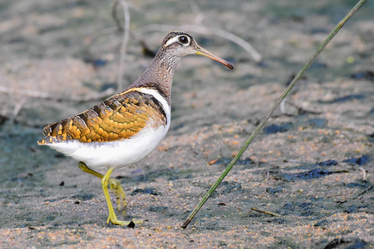 Greater Painted-Snipe - ML613263255