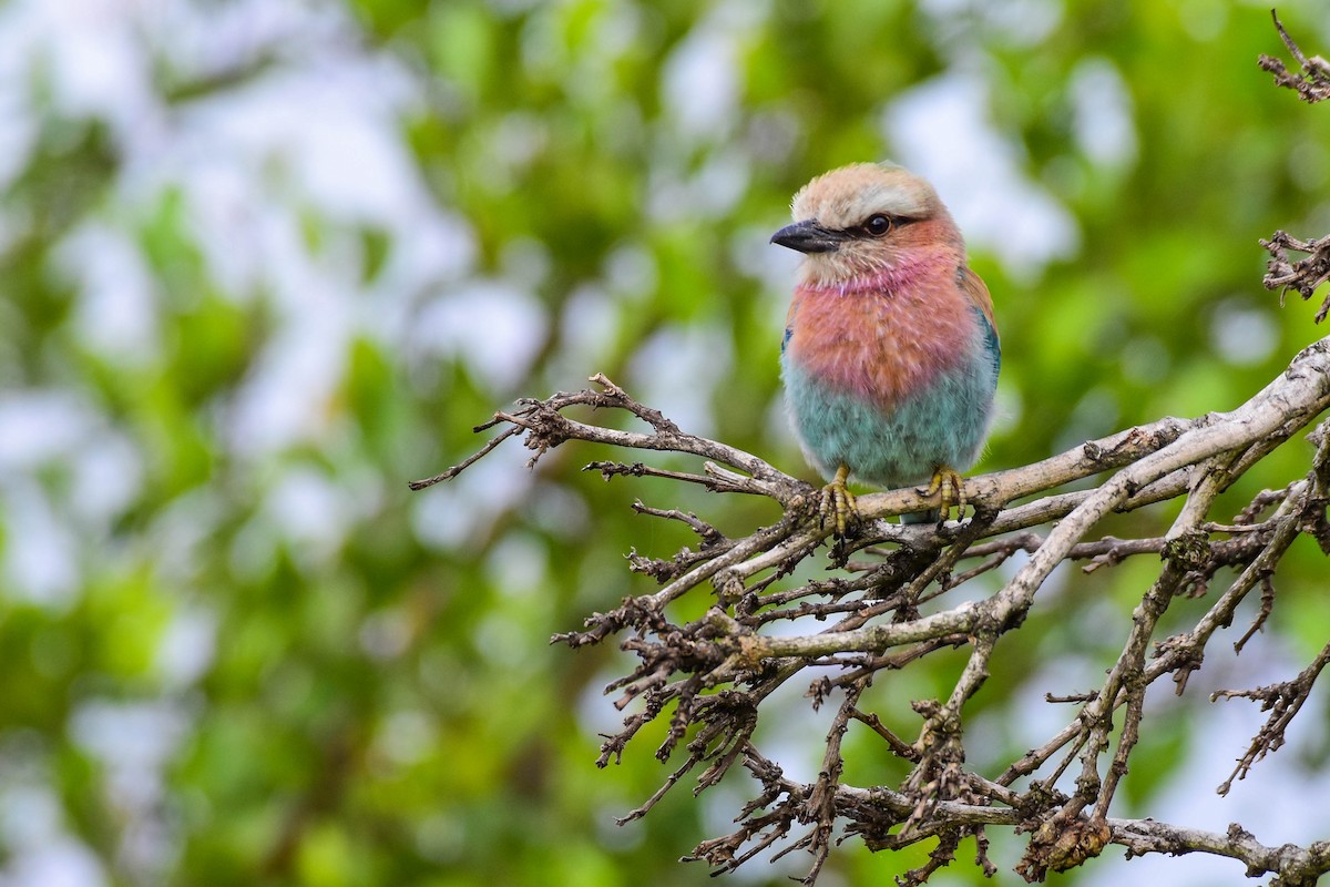 Lilac-breasted Roller - ML613263267