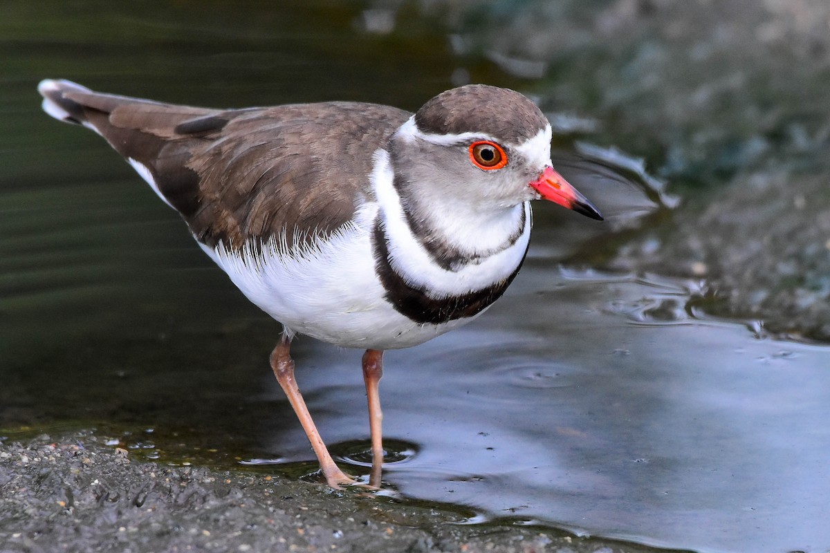 Three-banded Plover - ML613263270