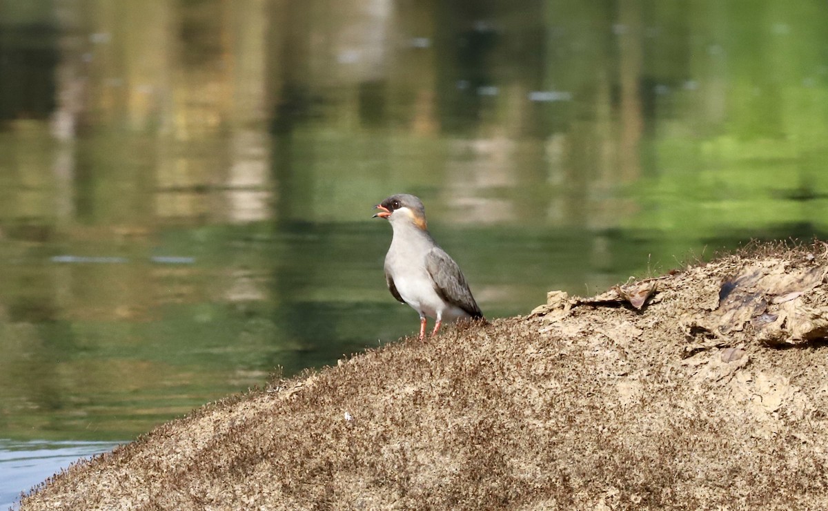 Rock Pratincole - Anthony Collerton