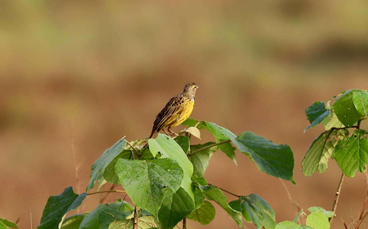 Yellow-throated Longclaw - ML613263347